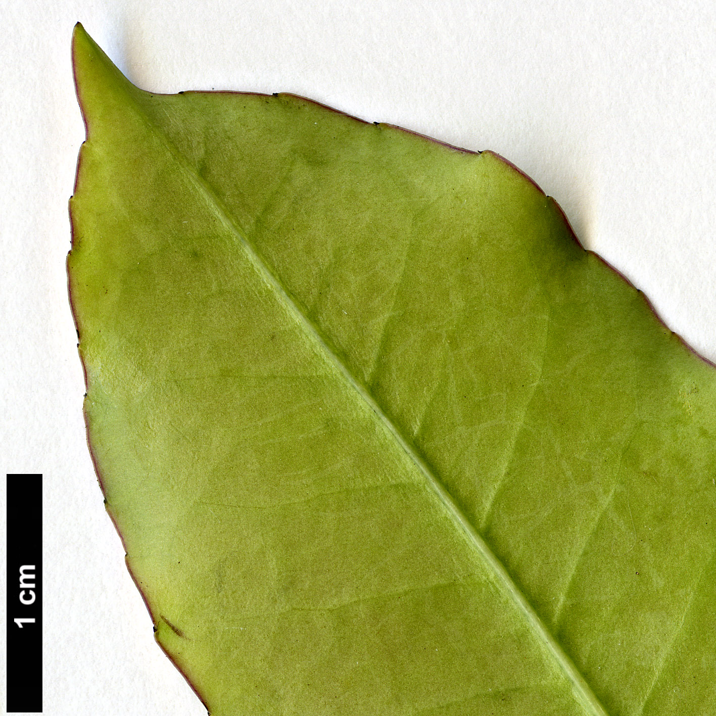 High resolution image: Family: Aquifoliaceae - Genus: Ilex - Taxon: discolor - SpeciesSub: var. tolucana